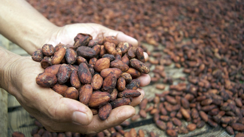 Dried and fermented cacao beans