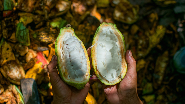 Freshly cut cacao fruit