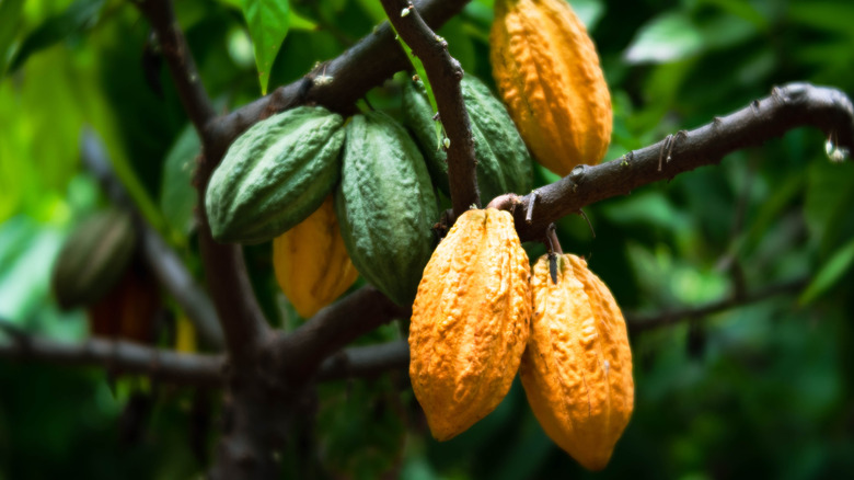 Theobroma cacao tree with yellow and green pods