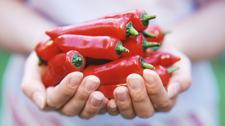 Woman holding a handful of raw red peppers