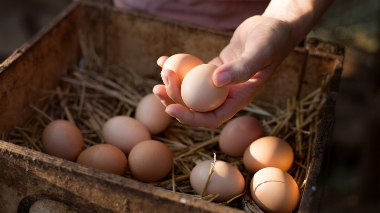 Hand holding brown eggs above egg nest box