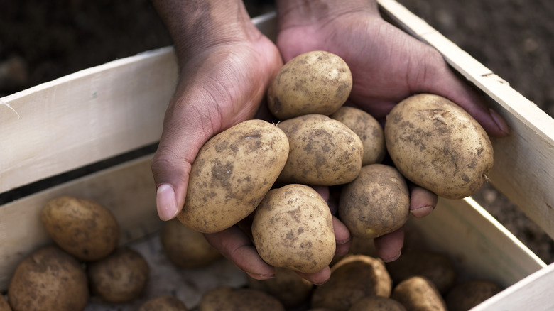 hands holding freshly dug potatoes in wooden crate