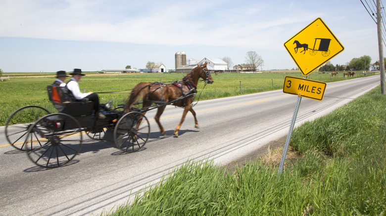 A young Amish man driving a horse and buggy on a country road