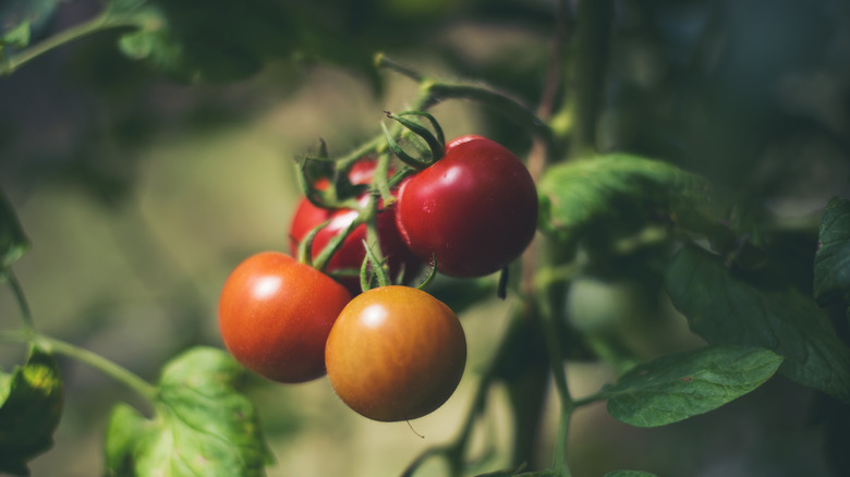 Fresh cherry tomatoes on a tree in a garden