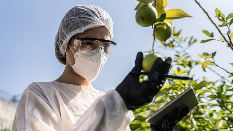 An agronomist analyzing a lemon on a tree