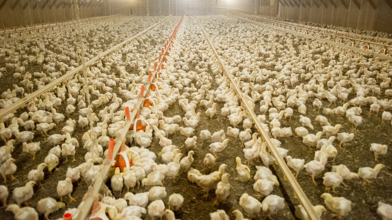 Flock of chickens in cage-free farm building