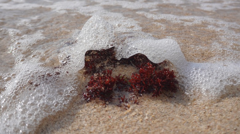 carrageenan as red seaweed on beach