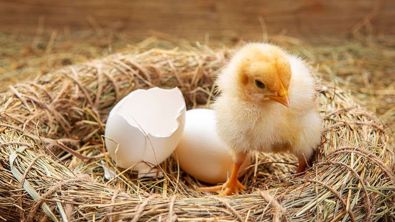 Baby chick out of egg