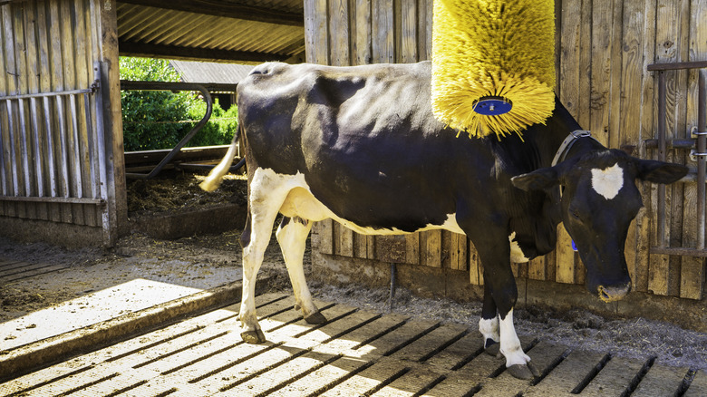 A happy cow being brushed