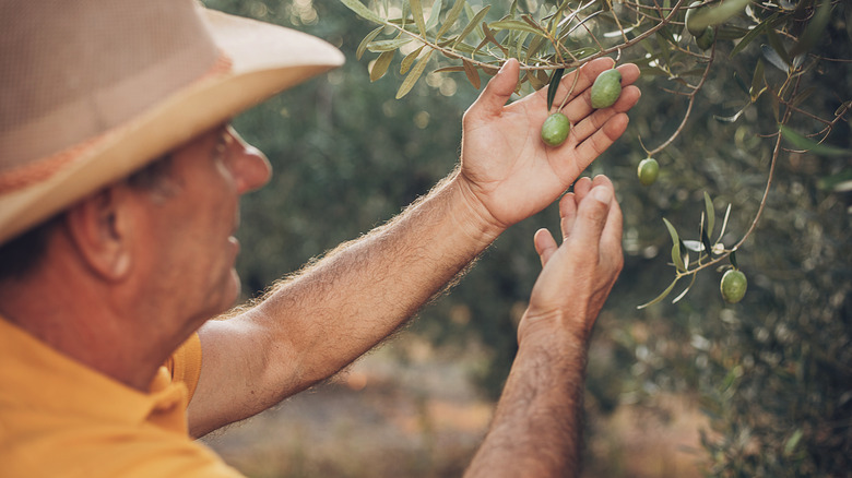 A farmer plucking green olives from an olive tree.