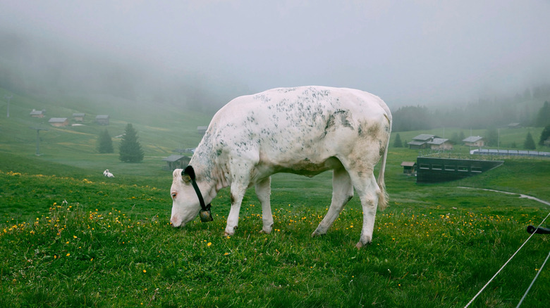 white cow grazing on grass in the pasture