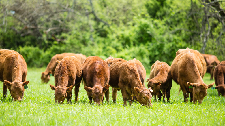 cattle grazing in a pasture