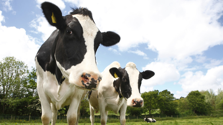 two healthy cows standing in field of grass