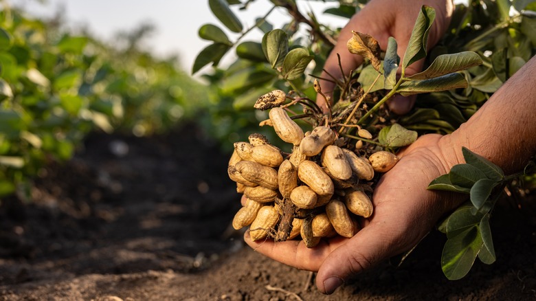 A farmer holding freshly harvested peanuts with roots in a field of green peanut plants