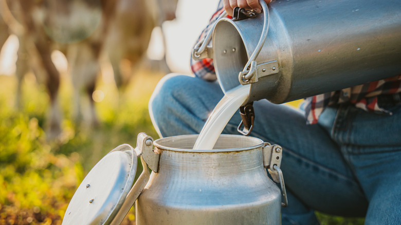 Dairy farmer pouring raw milk