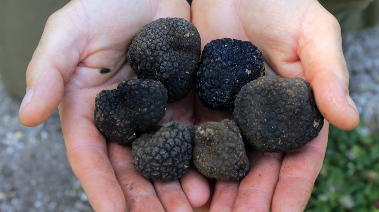 Wild black truffles