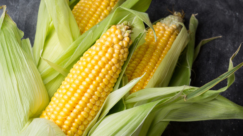 Corn on the cob in green corn husks