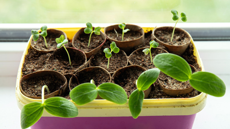 Paper towel rolls seedling starters placed on a windowsill.