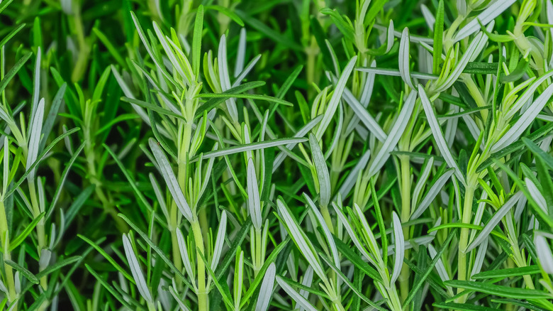 Close-up of rosemary