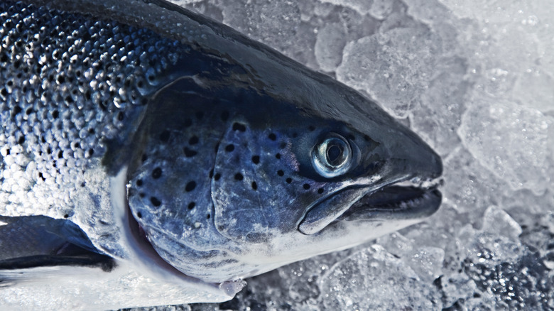 Close up of a fish head on ice