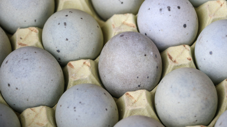 Duck eggs in a container