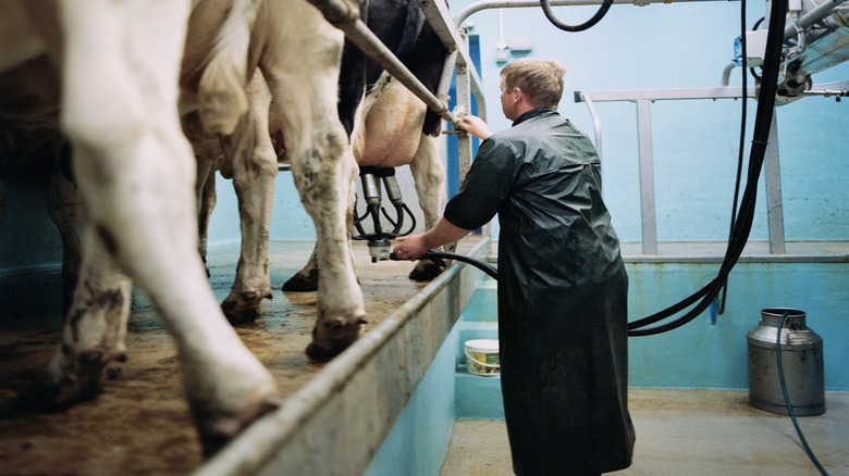 A man using an automated system to milk cows