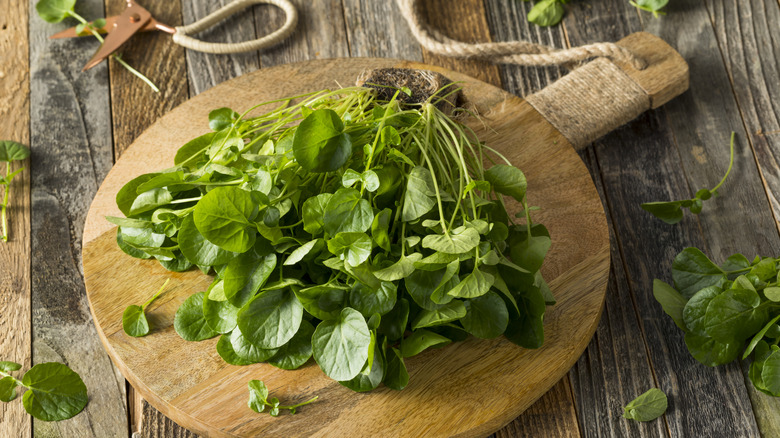 Bunch of fresh watercress on a wooden board