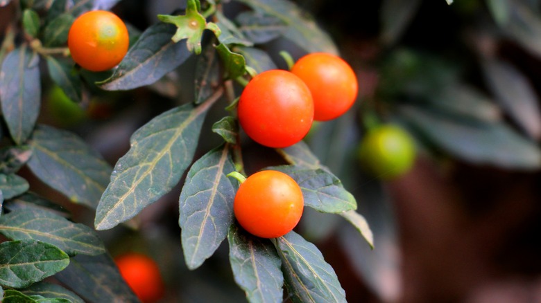 Close up of a Jerusalem cherry plant