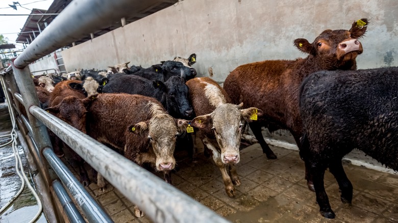 Dirty cows with ear tags