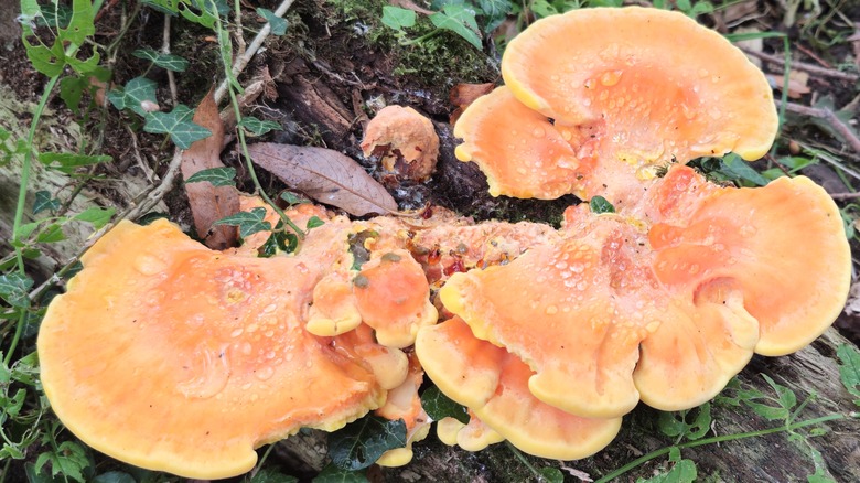 Chicken of the woods mushroom growing wild