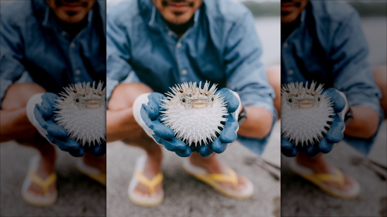 hands holding puffer fish