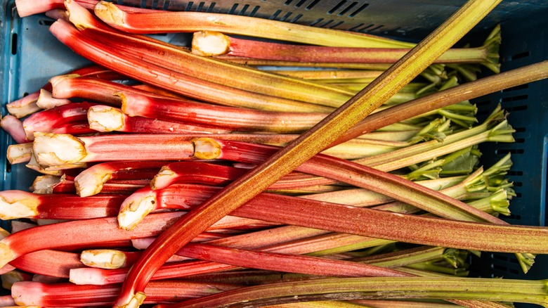 sticks of rhubarb