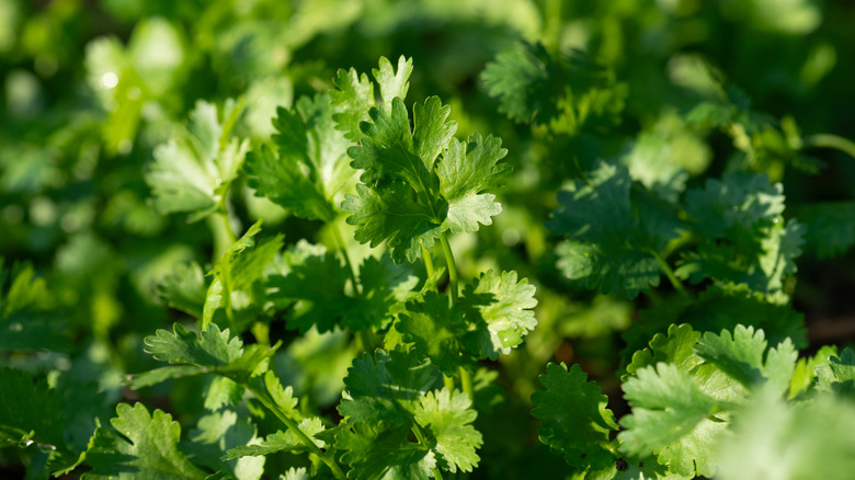 Cilantro herbs growing outside in the sunshine