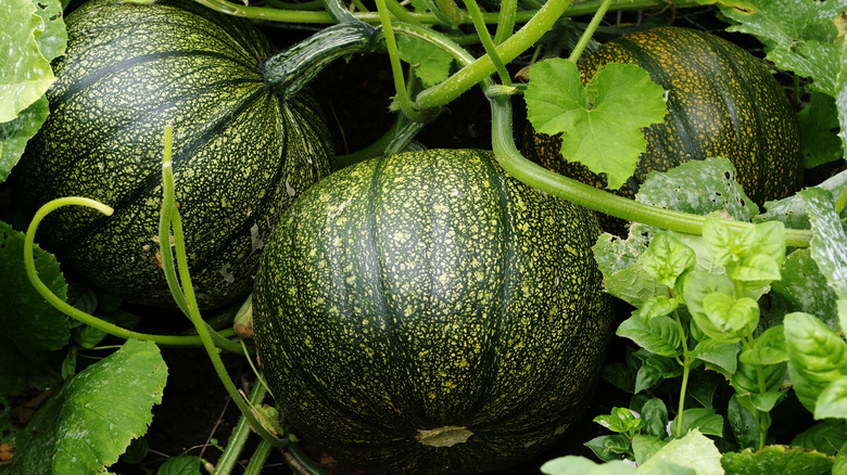 Green pumpkins on the vine