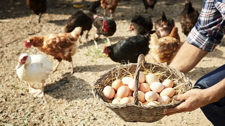 Fresh farm eggs and hens