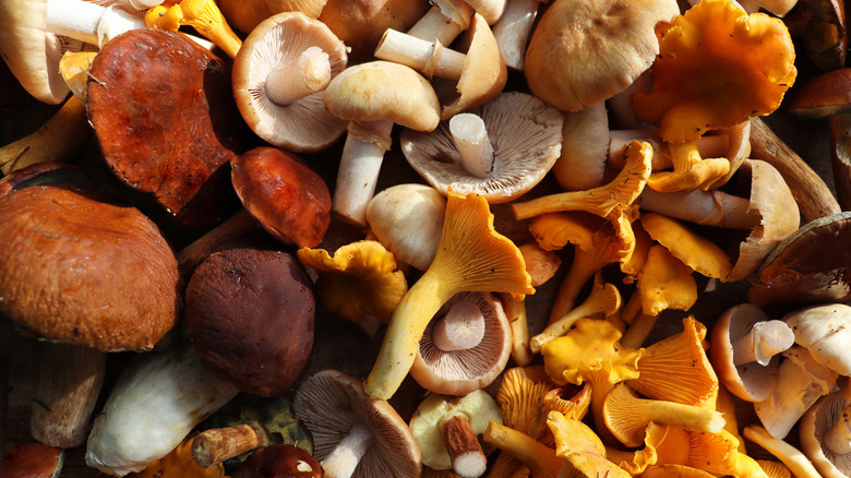 An assortment of mushrooms