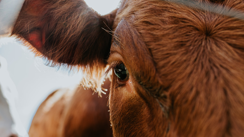 Close-up of cow's eye