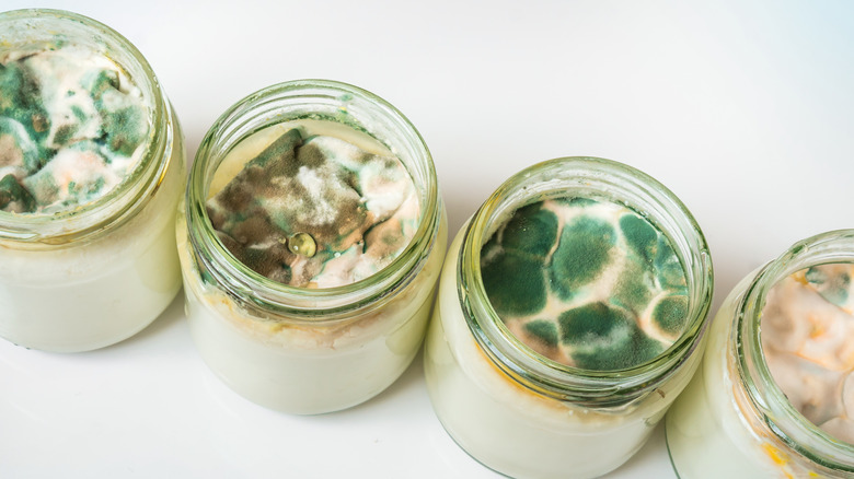 A row of jars of yogurt with mold growing on them