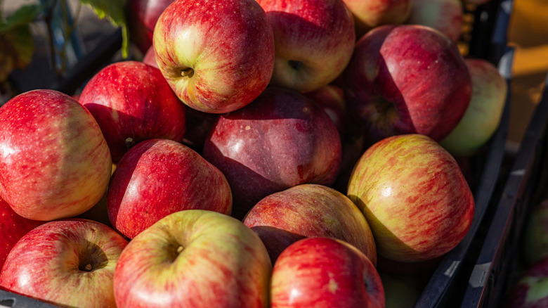 A pile of red Royal Gala apples