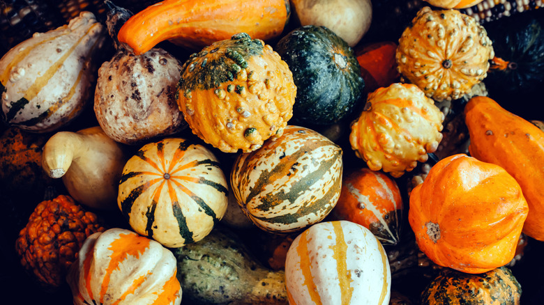 fresh winter squash