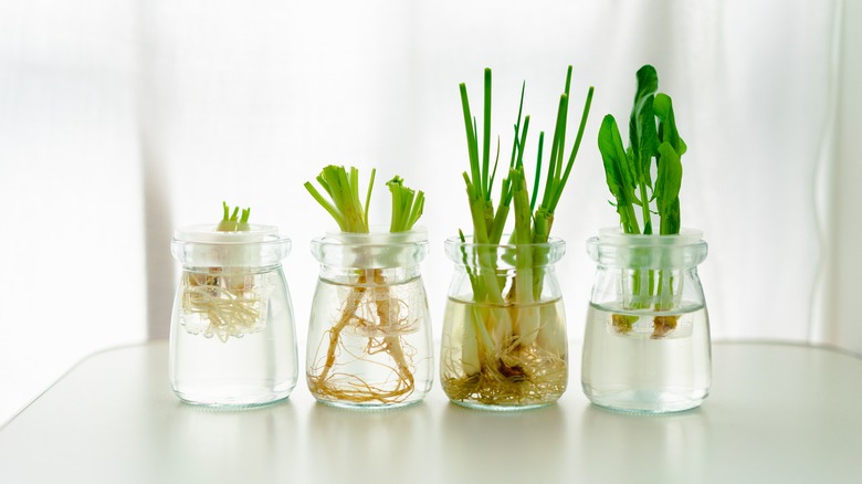 green onions being regrown