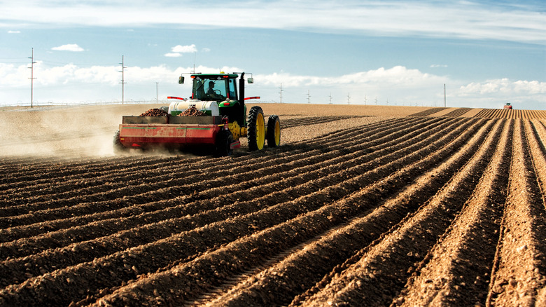 Plan ting potatoes in Idaho farm