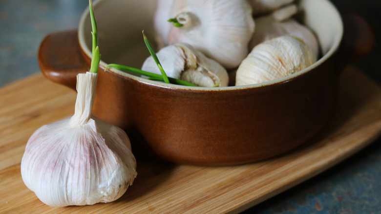 Multiple heads of garlic with green germs growing out of them