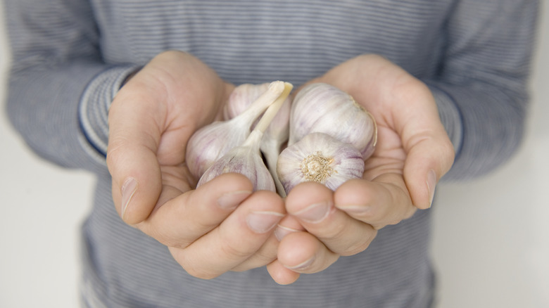 A person holding multiple heads of garlic in their outstretched hands