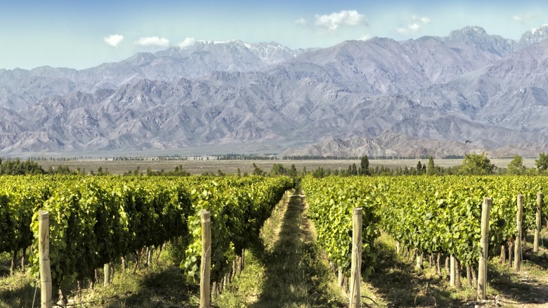 A vineyard situated in front of a mountain range.