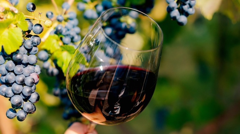 A glass of red wine being held in a vineyard.