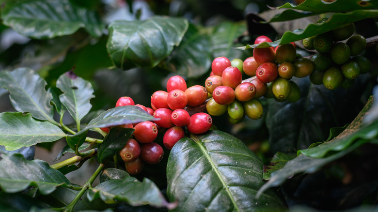 Coffee plant ready for harvest