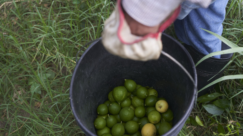 A gloved hand drops key limes in a bucket sitting on grassy ground