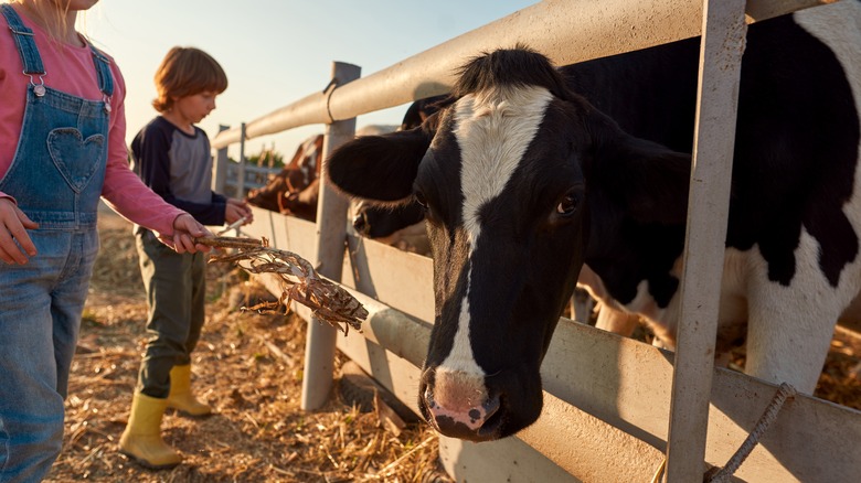 Cow being offered dried corn