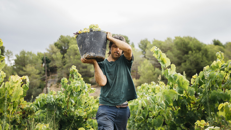 Man carries a bucket of harvested grapes.